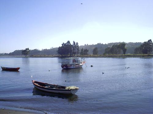 Golondrina de popa